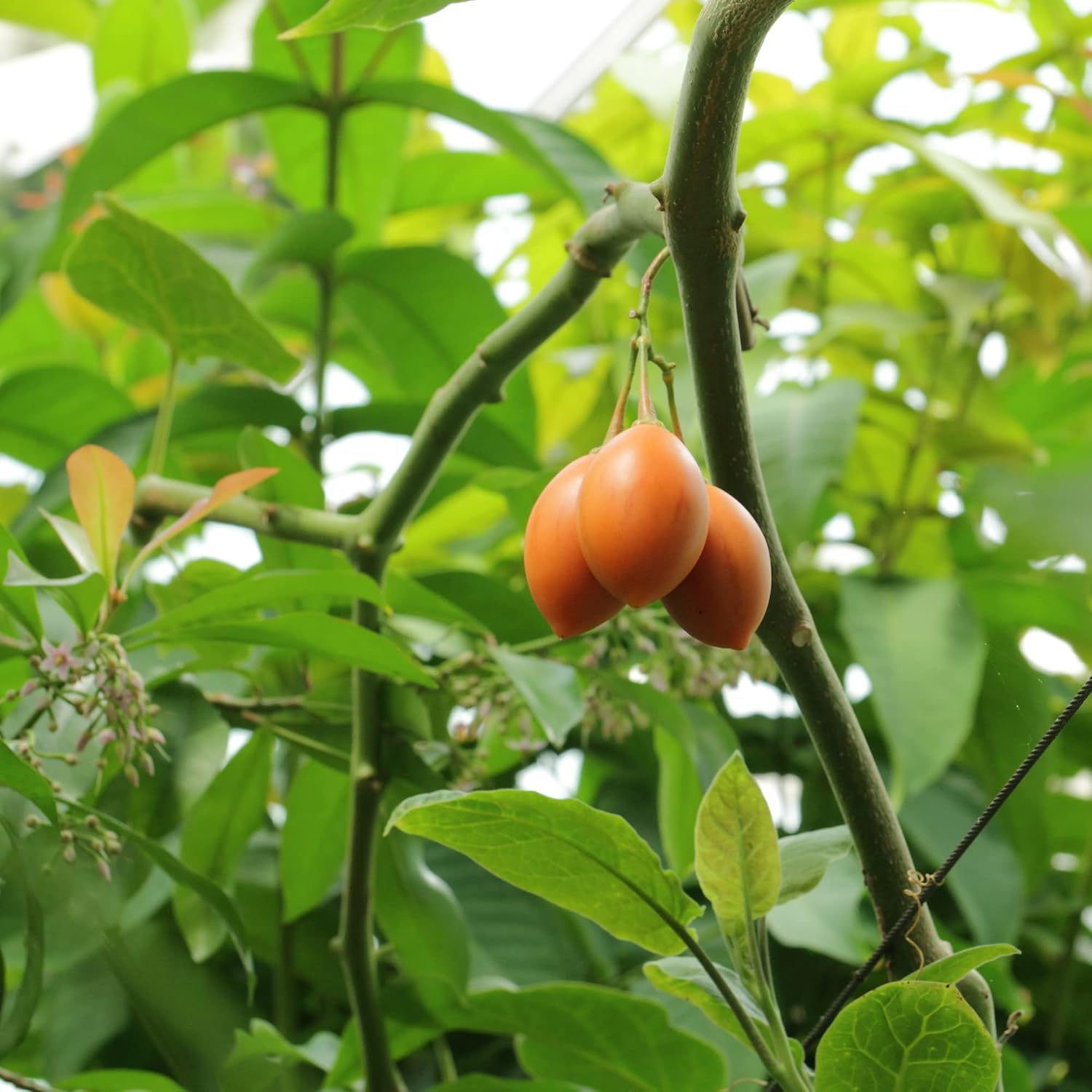 Solanum Betaceum Seeds (Tree Tomato, Tamarillo) - Perennial Herbaceous Shrub, Self-Pollinating, Outdoor Patio Fruit & Berries - 10 Pieces