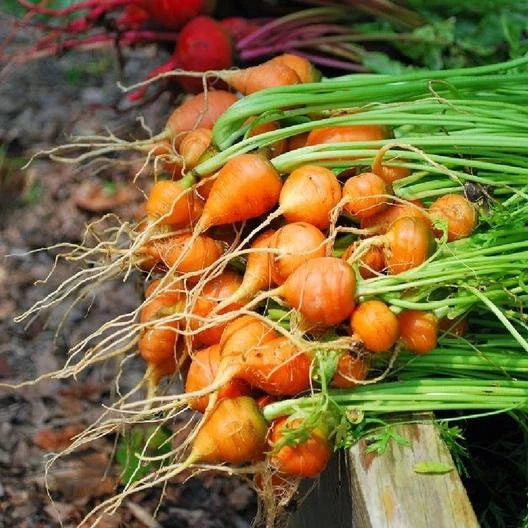 Thumbelina Carrot Seeds – Heirloom, Round Mini Carrots for Containers & Gardens