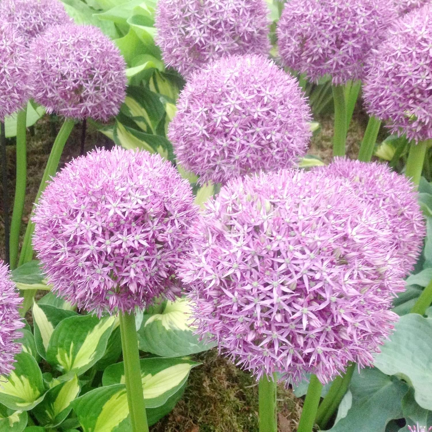 Riesenlauchsamen - Allium Giganteum Purple, kältebeständiges Erbstück und gentechnikfrei, ideal für Schnittblumen - 50 Stück