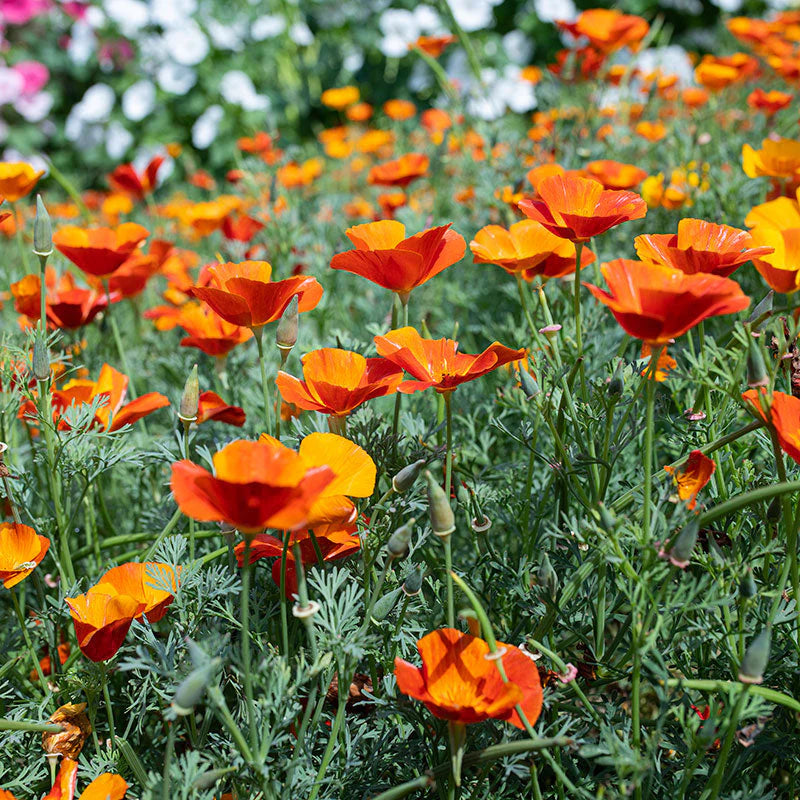 Orange Creeping Thyme Seeds - Non-GMO Perennial Fragrant, Low Maintenance Ground Cover (100 Pcs)