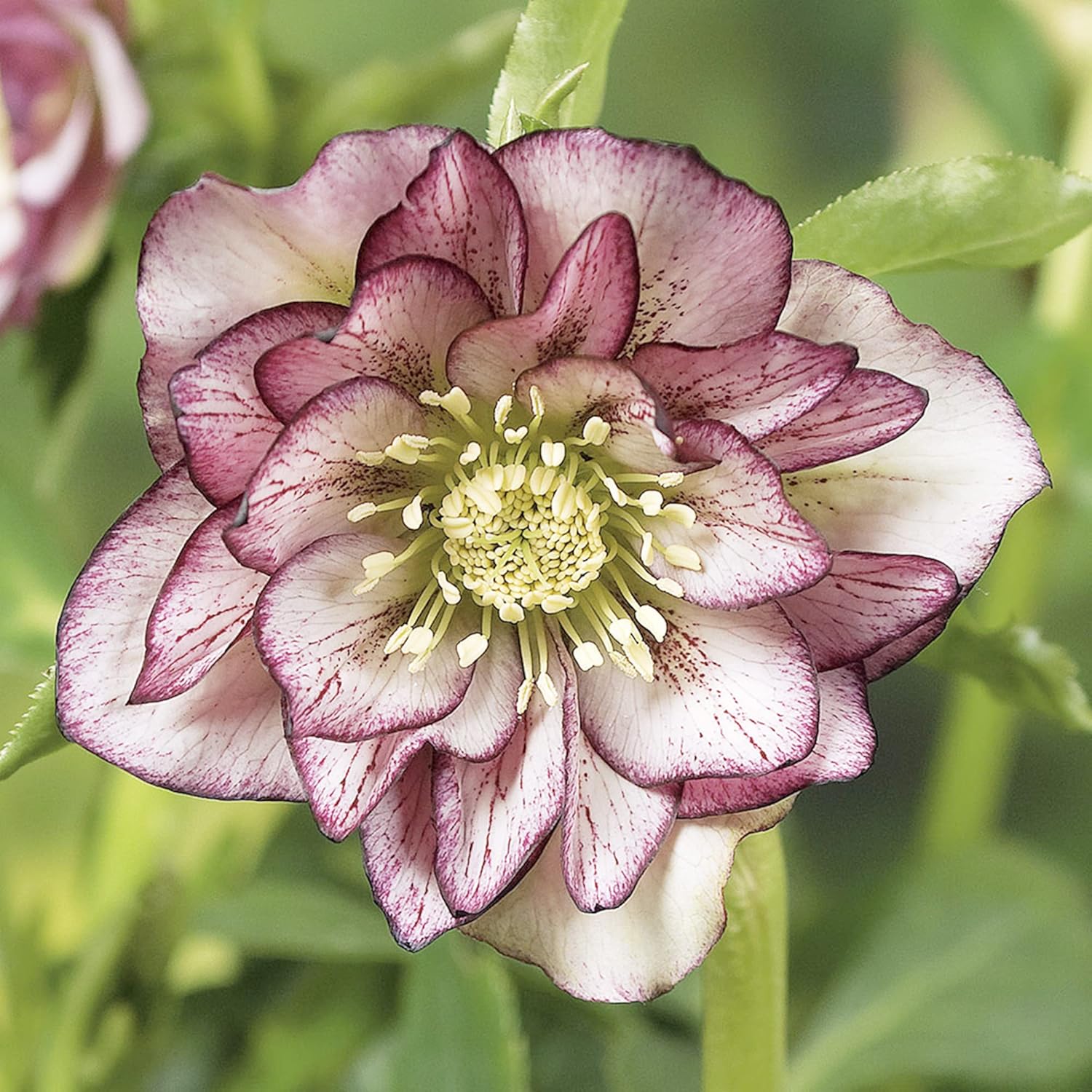 Lenten Rose Seeds Helleborus Perennial - Attracts Pollinators for Shady Borders & Containers - 10 Pieces