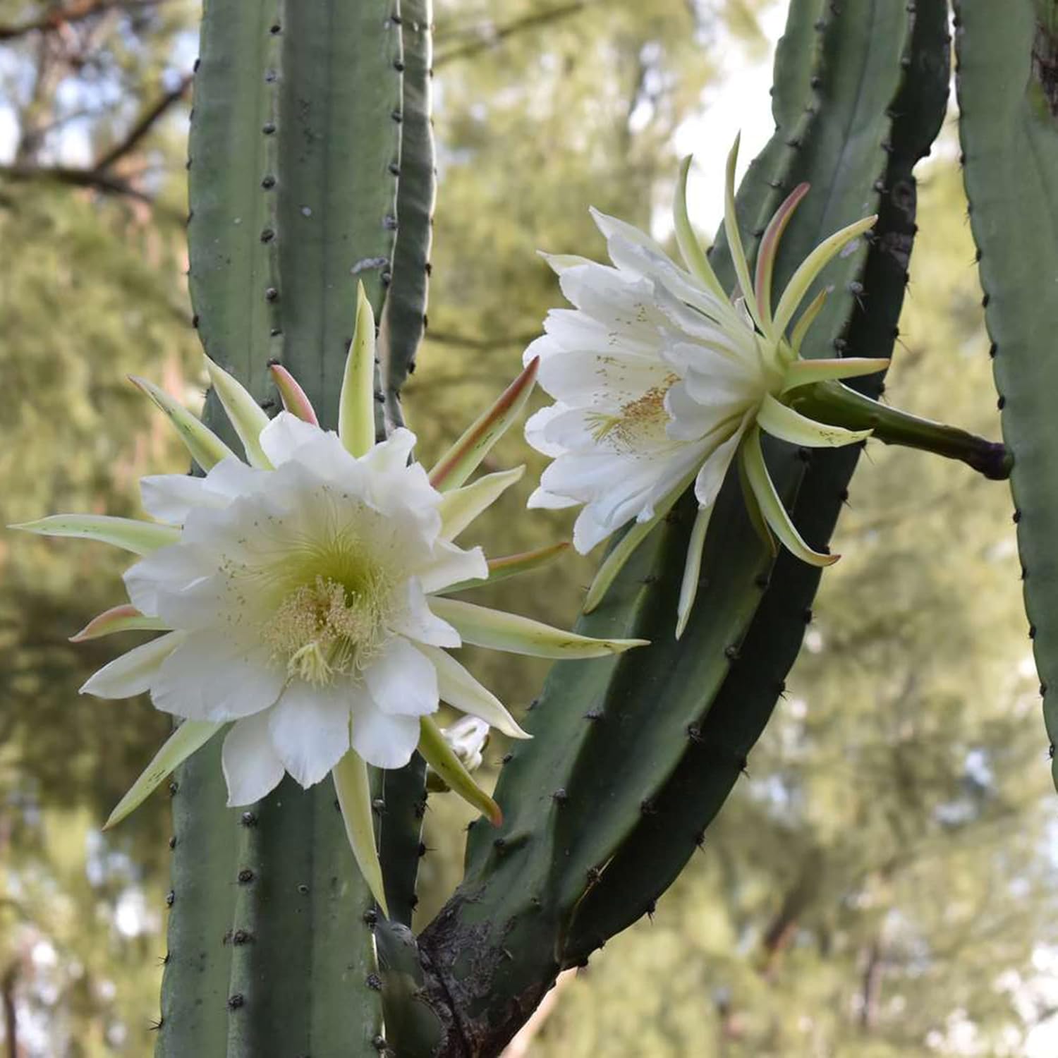 Night-Blooming Cereus Cactus Plant with Large, Fragrant White Flowers - Queen of The Night Seeds, 50 Pcs