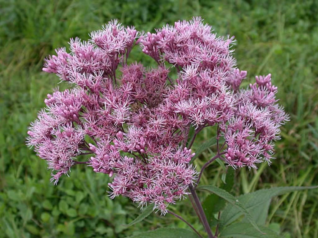 Mixed Colors Joe Pye Weed (Eupatorium Maculatum) Flower Seeds - 50 Pieces