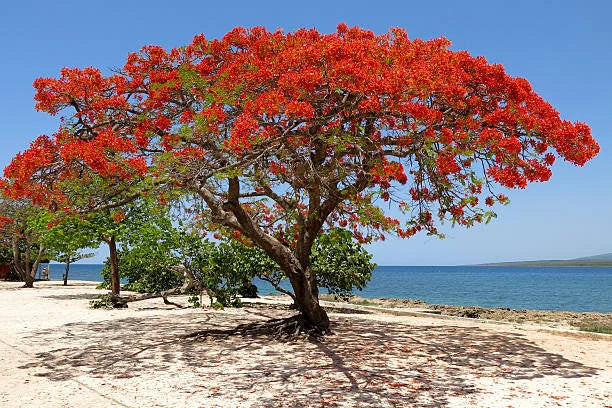Orange Flamboyan træfrø, dyrk dit eget udbrud af tropisk skønhed