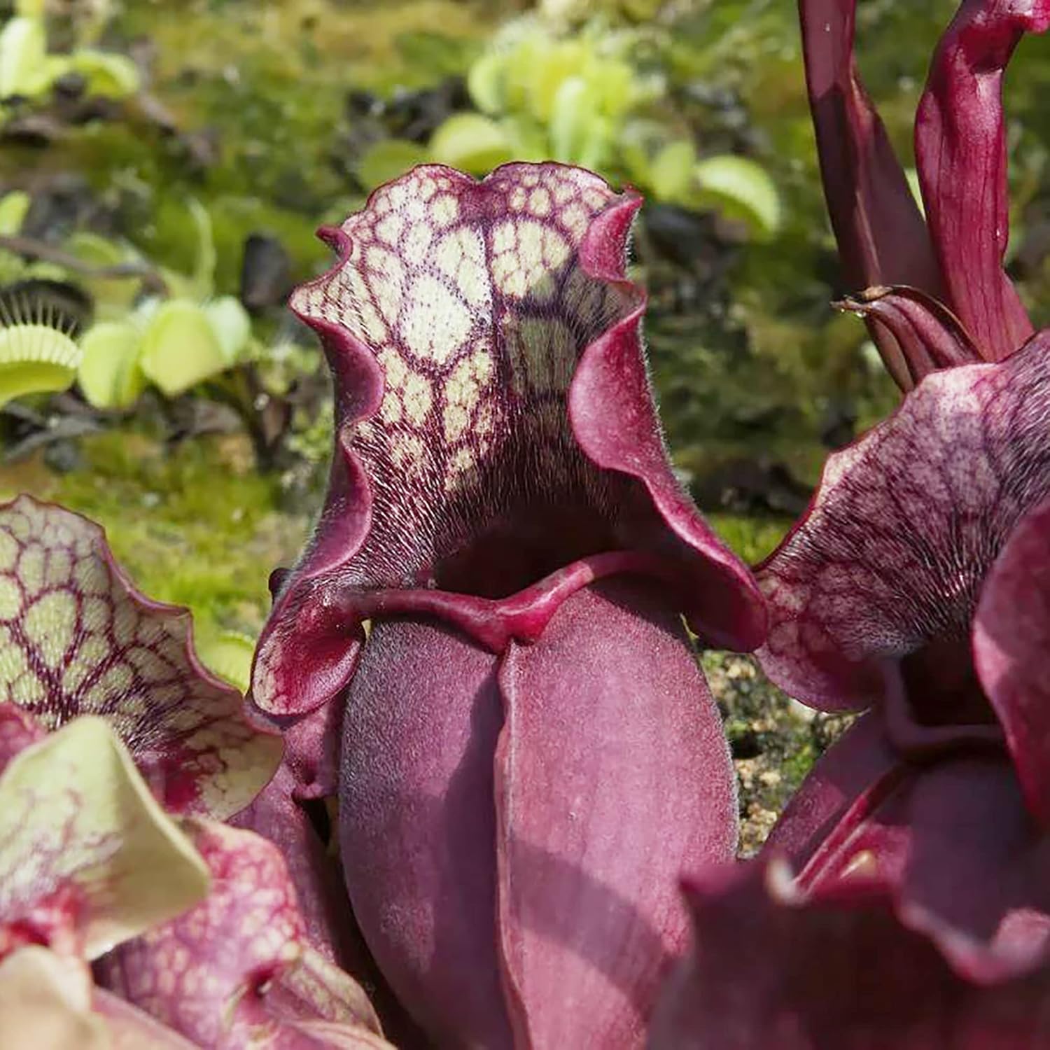 Sarracenia Purpurea Seeds - Purple Pitcher Plant, Unique Pitcher-Shaped Leaves, Attracts Pollinators, Thrives in Nutrient-Poor Wetlands, Garden Outdoor - 25 Pcs