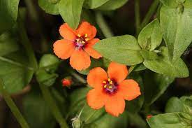 Scarlet Pimpernel Flower Seeds For Planting: Enigmatic Garden Delights & Botanical Wonders