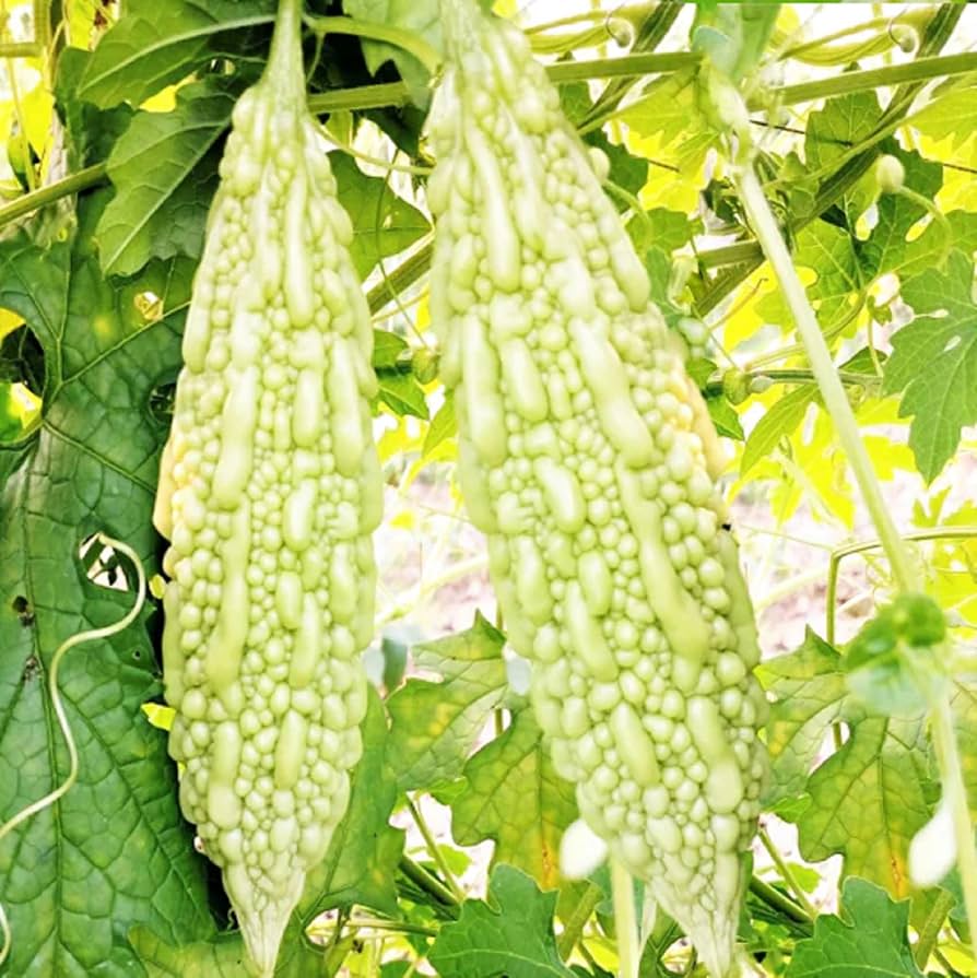 White Bitter Gourd Seeds – Rare Heirloom Variety for Nutritious Harvest