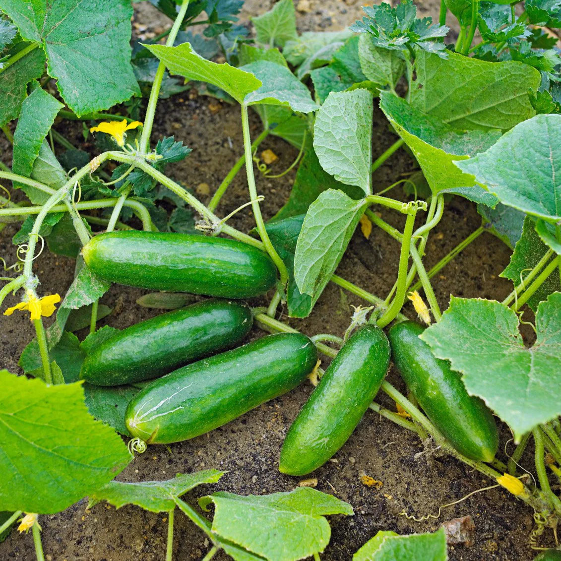 Spacemaster 80 Cucumber Seeds – Compact, High-Yield, Heirloom Variety