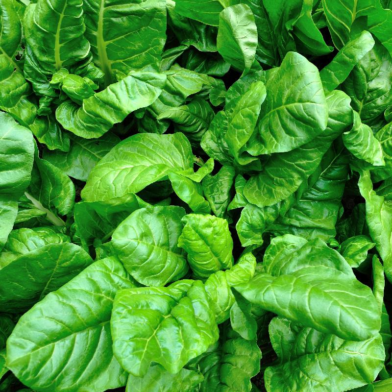 Viroflay Spinach Seeds – Premium Heirloom Variety for High-Yielding Harvests