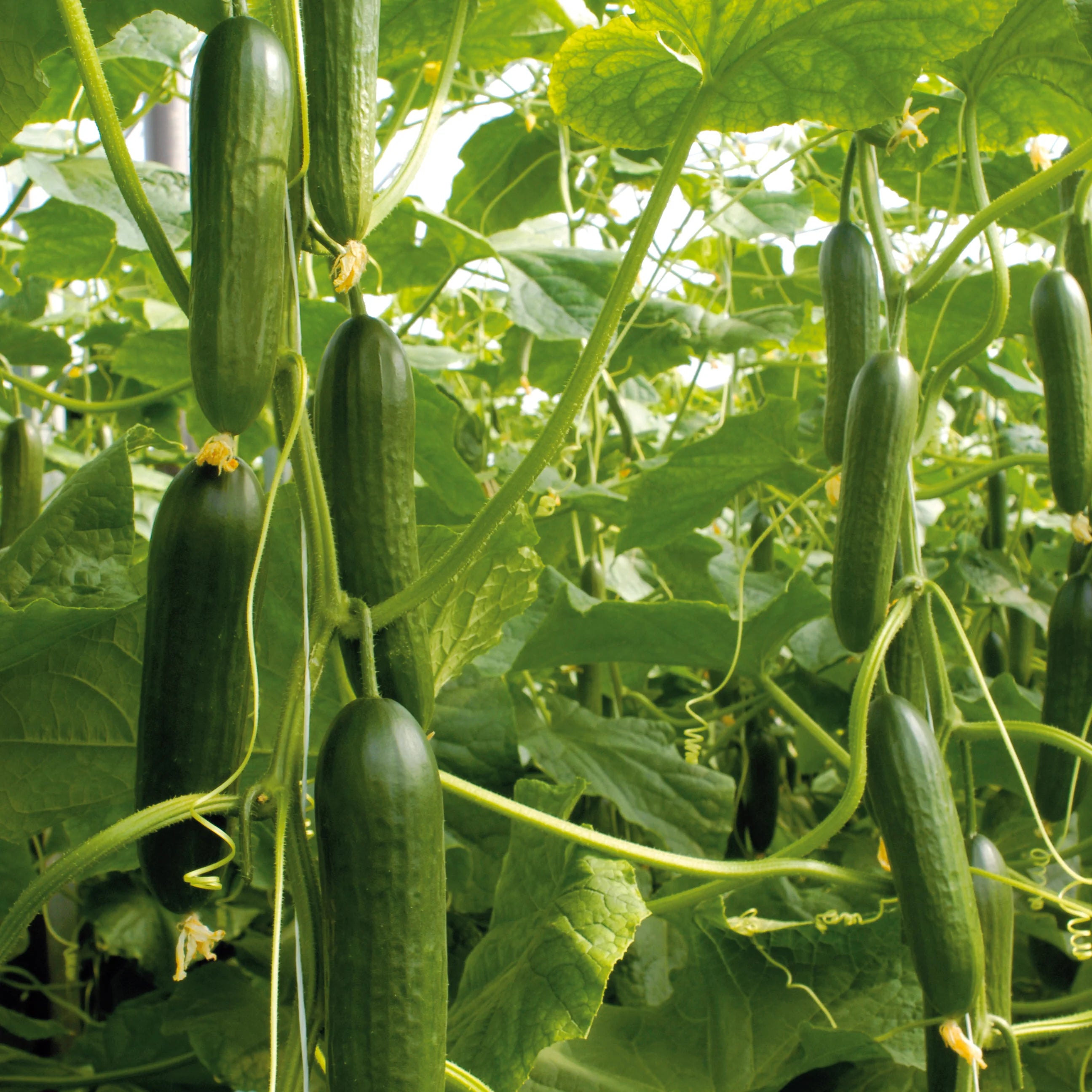 Socrates Cucumber Seeds – High-Yield, Crisp & Sweet Greenhouse Variety