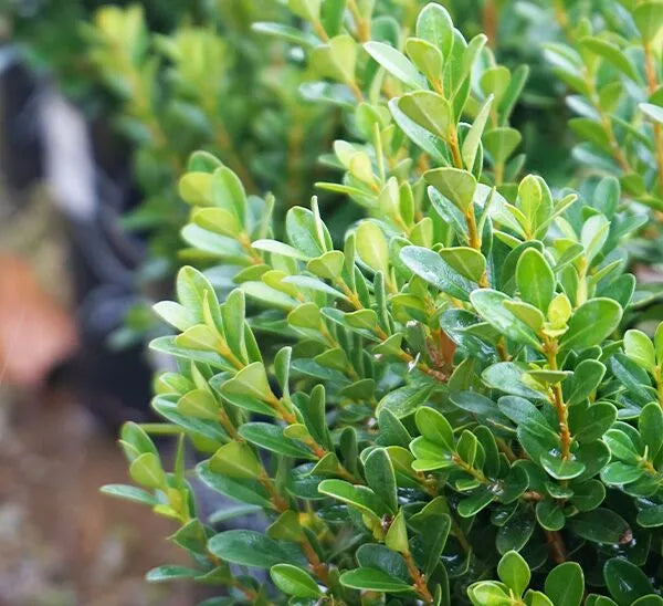 Wintergrüne japanische Buchsbaum-Heckensamen (Buxus microphylla)