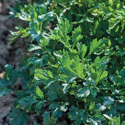 Titan Parsley Seeds – Premium Quality, Fast-Growing, Heirloom Herb for Culinary & Garden Planting