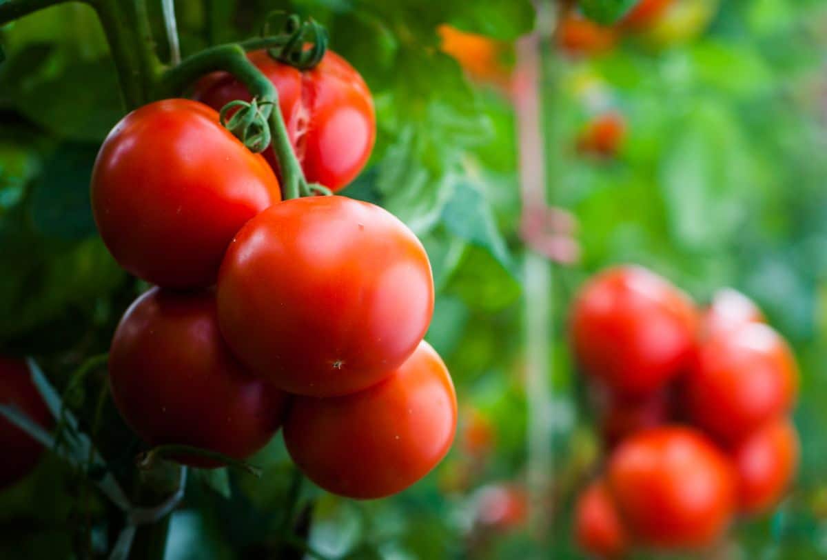 Semi-Determinate Tomato Seeds, High-Yield & Flavorful, Perfect for Gardens & Containers