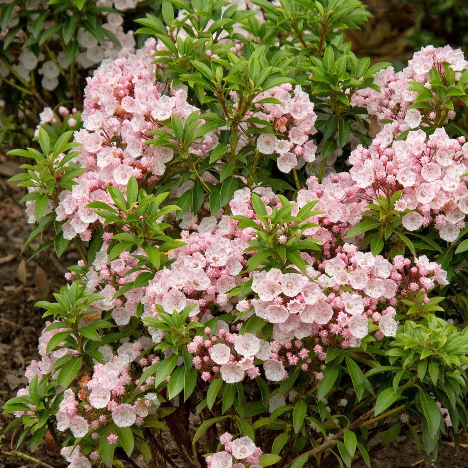 Berglorbeersamen (Kalmia Latifolia) – Blühender, immergrüner Strauch mit auffälligen Blüten und glänzendem Laub, zieht Bestäuber an