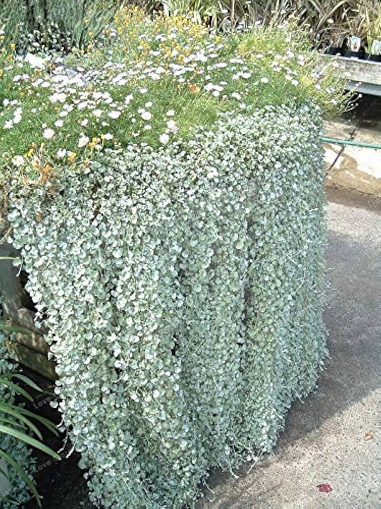 Kucus Dichondra Repens Silver Falls &amp; Emerald Falls Bodendeckersamen für Hängekörbe 