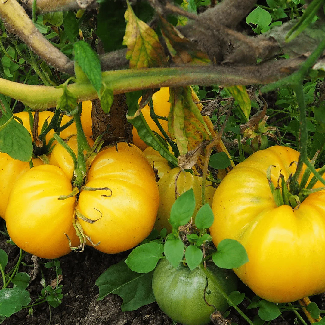 Yellow Stuffer Tomato Seeds – Unique Hollow Heirloom Variety for Stuffing