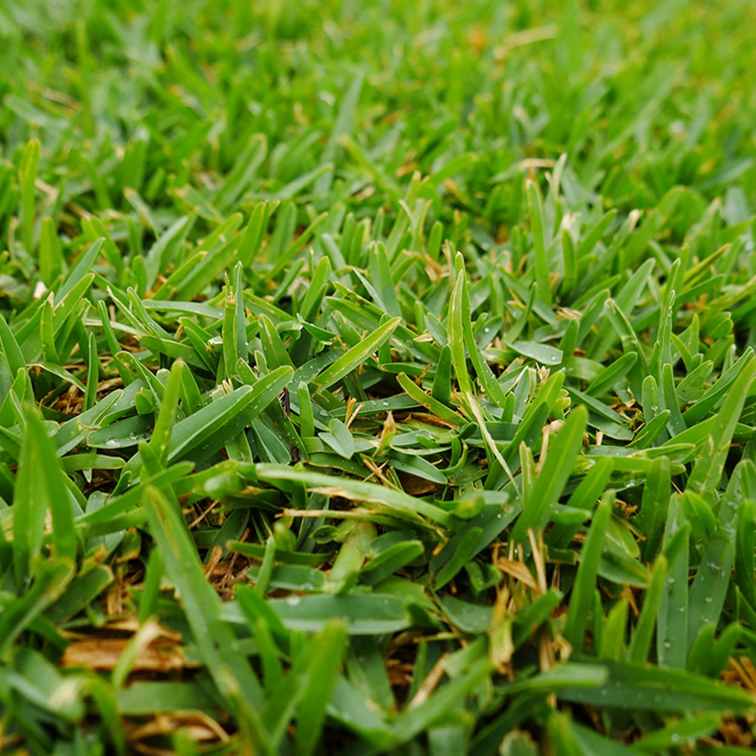 Büffelgrassamen - Bouteloua Dactyloides, mehrjährige Staude für die warme Jahreszeit, niedrig wachsender dichter Rasen, trockenheitsresistent, geringer Pflegeaufwand - 1 Unze (15.000 Samen)