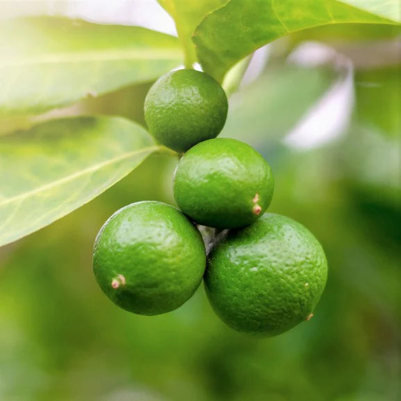 Key Lime Tree Seeds (Citrus aurantifolia) – 5 Seeds