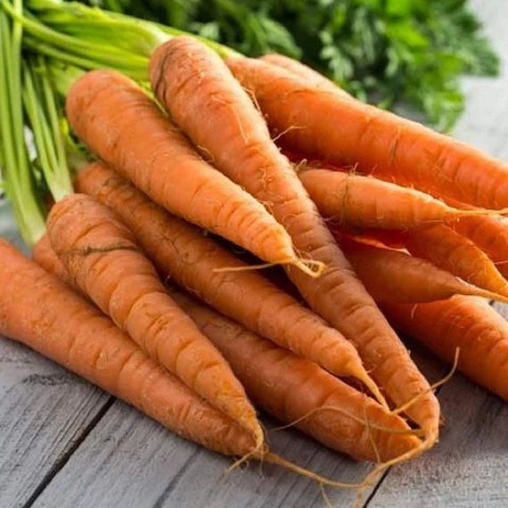 Tendersweet Carrot Seeds – Heirloom, Sweet & Crisp - Grow Fresh Carrots