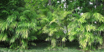 Chamaedorea Seifrizii Samen zum Anpflanzen, hochwertige Samen für den Indoor-Garten