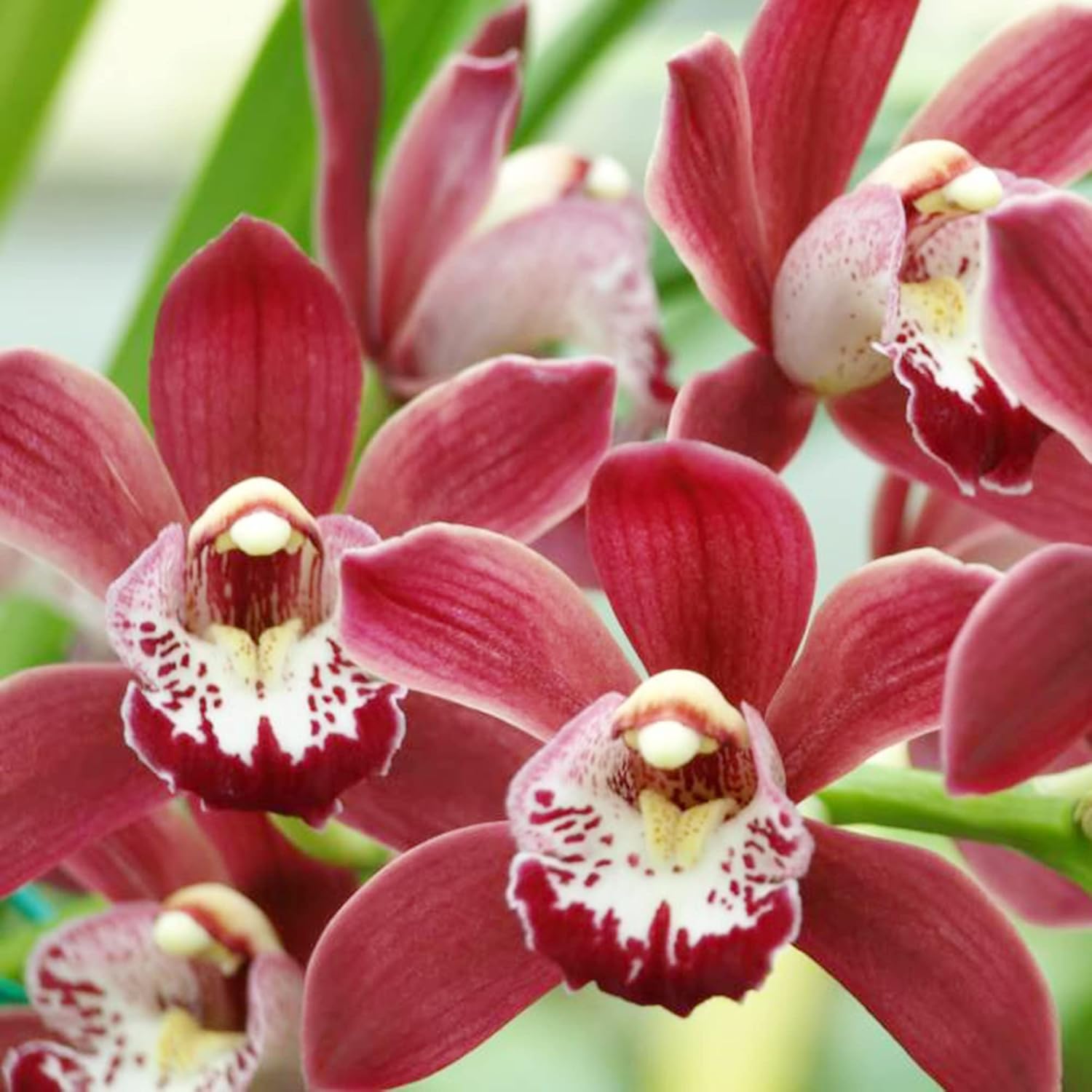 Cymbidium-Orchideensamen – Bootsorchidee, immergrüne Staude, zieht Bienen an, ideal für Anfänger, Zimmerpflanze im Container