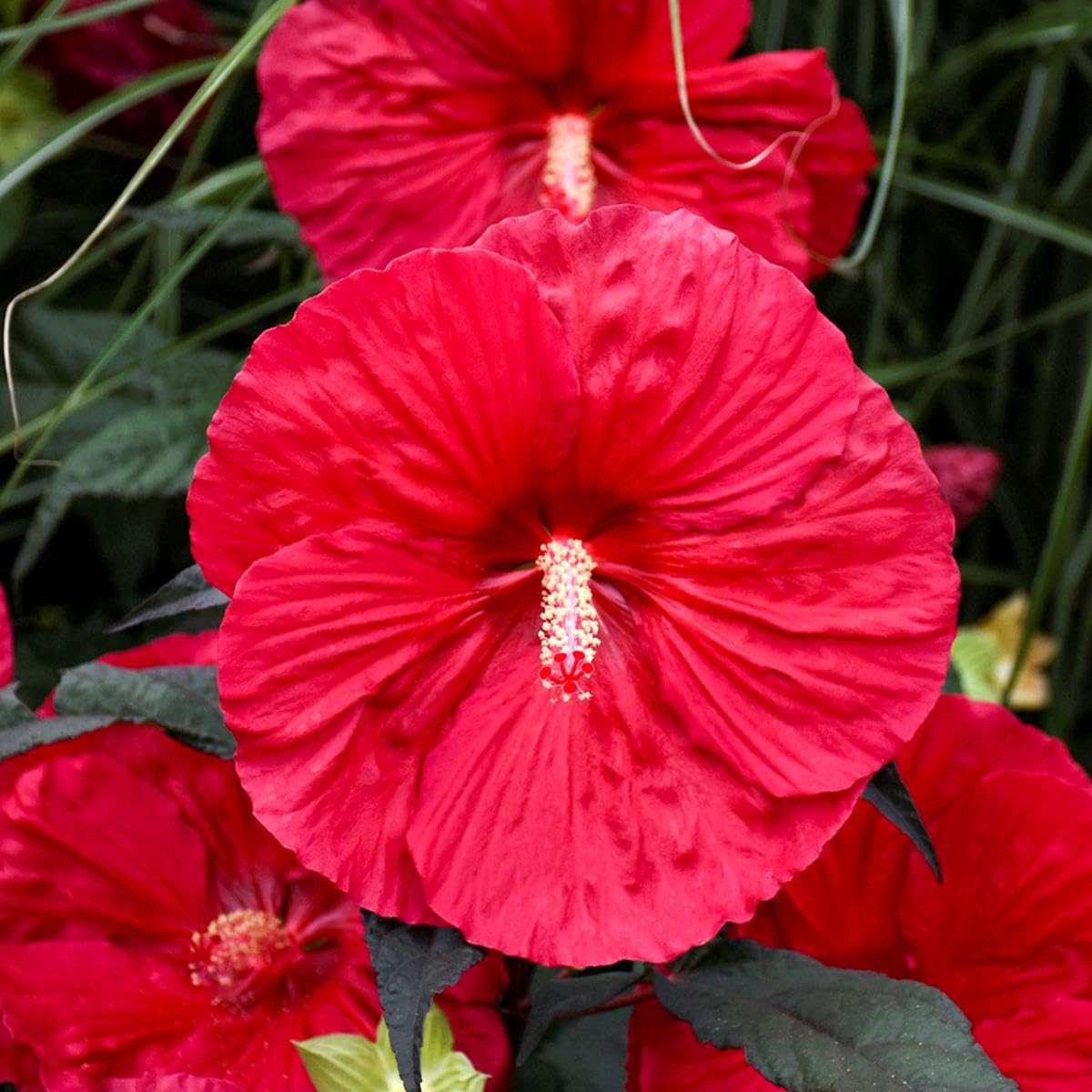 Red Dinner Plate Hibiscus Flower Seeds – Huge 10-12 Inch Blooms, Perennial (15+ Seeds)