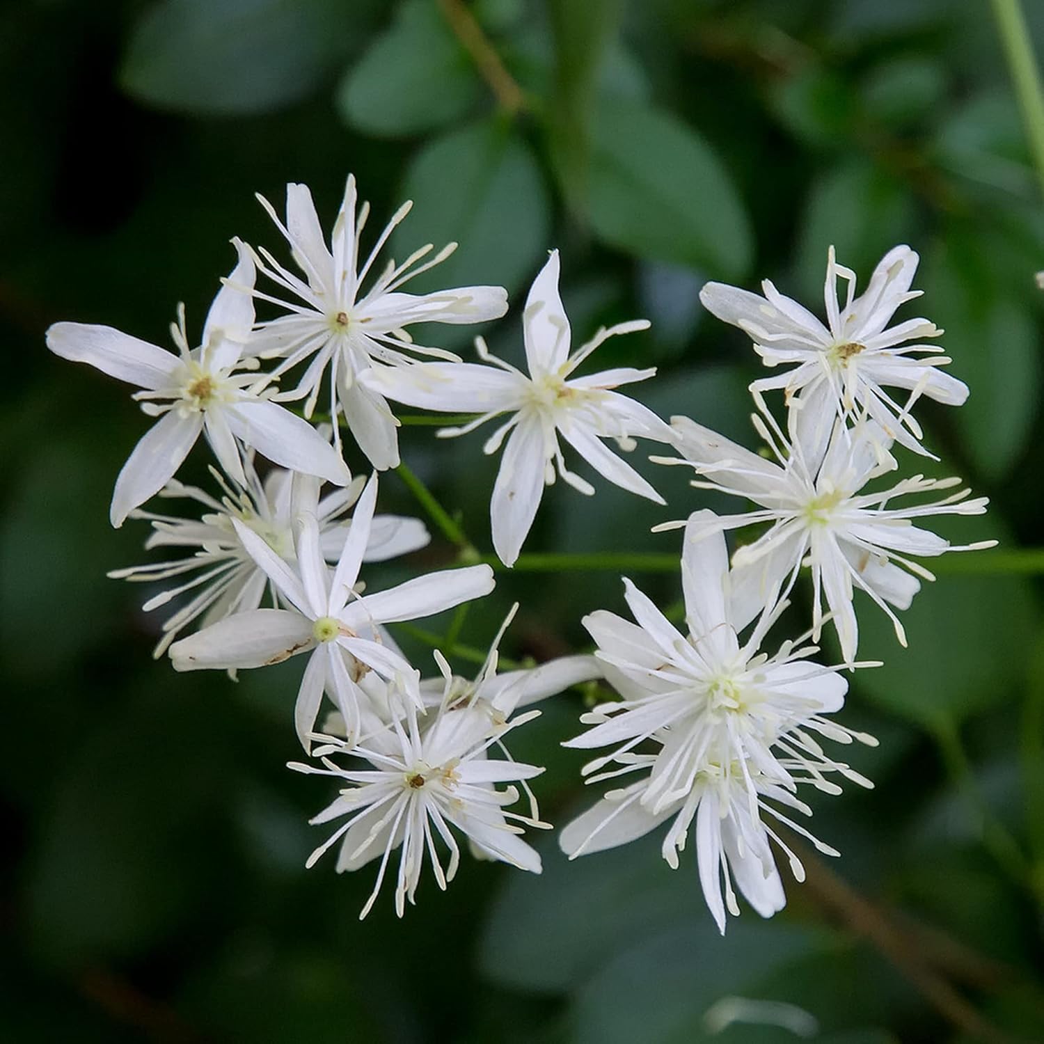 Sweet Autumn Clematis Seeds (Clematis Terniflora) Perennial Vine, Fragrant, Fast Growing for Fence, Arbor, Ground Cover