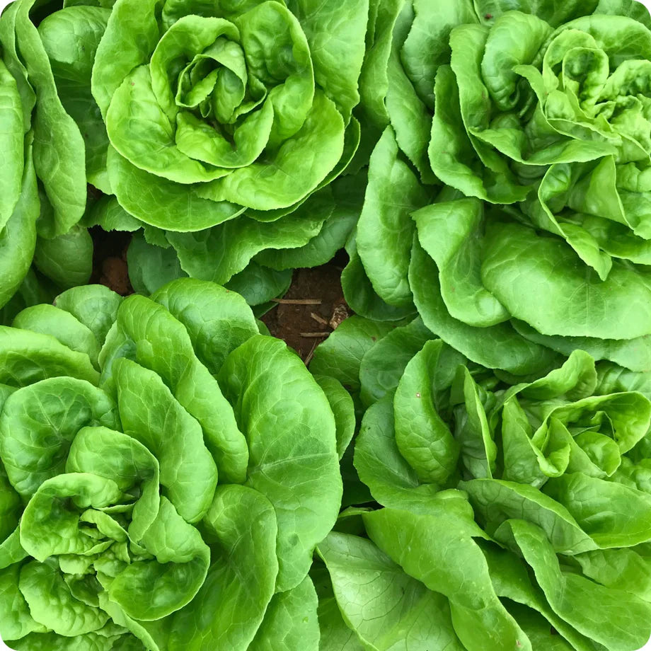 Winter Density Lettuce Seeds – Hardy, Crisp & Compact Romaine for Year-Round Growing