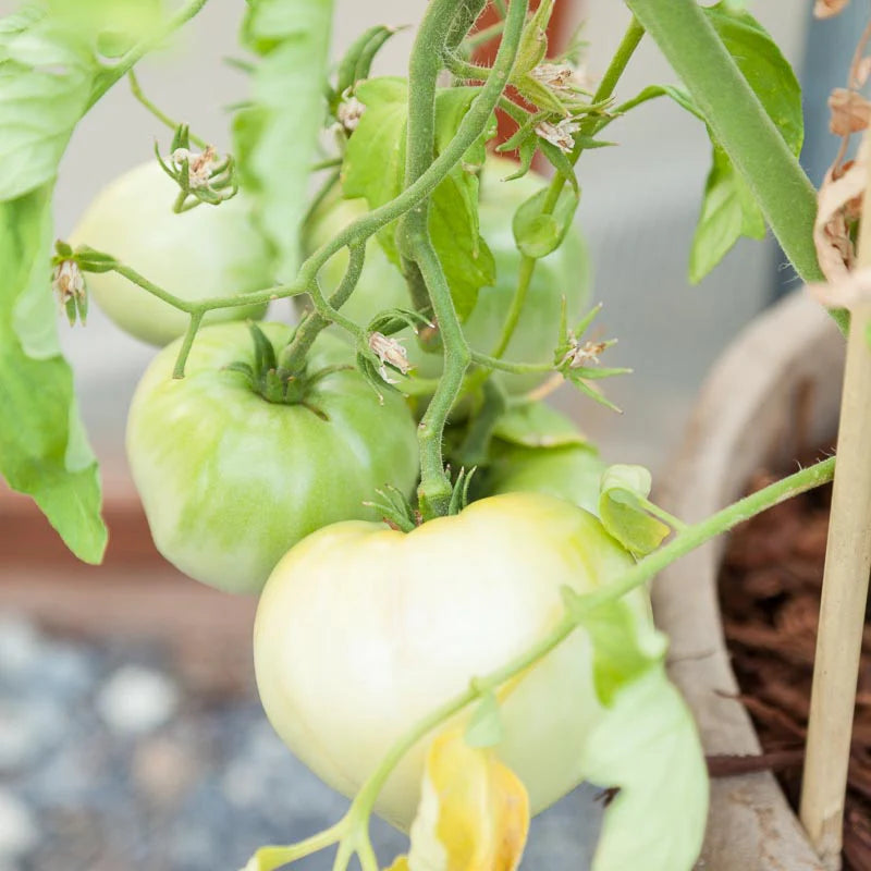 White Wonder Tomato Seeds – Heirloom, Sweet & Juicy - Grow Your Own Tomatoes