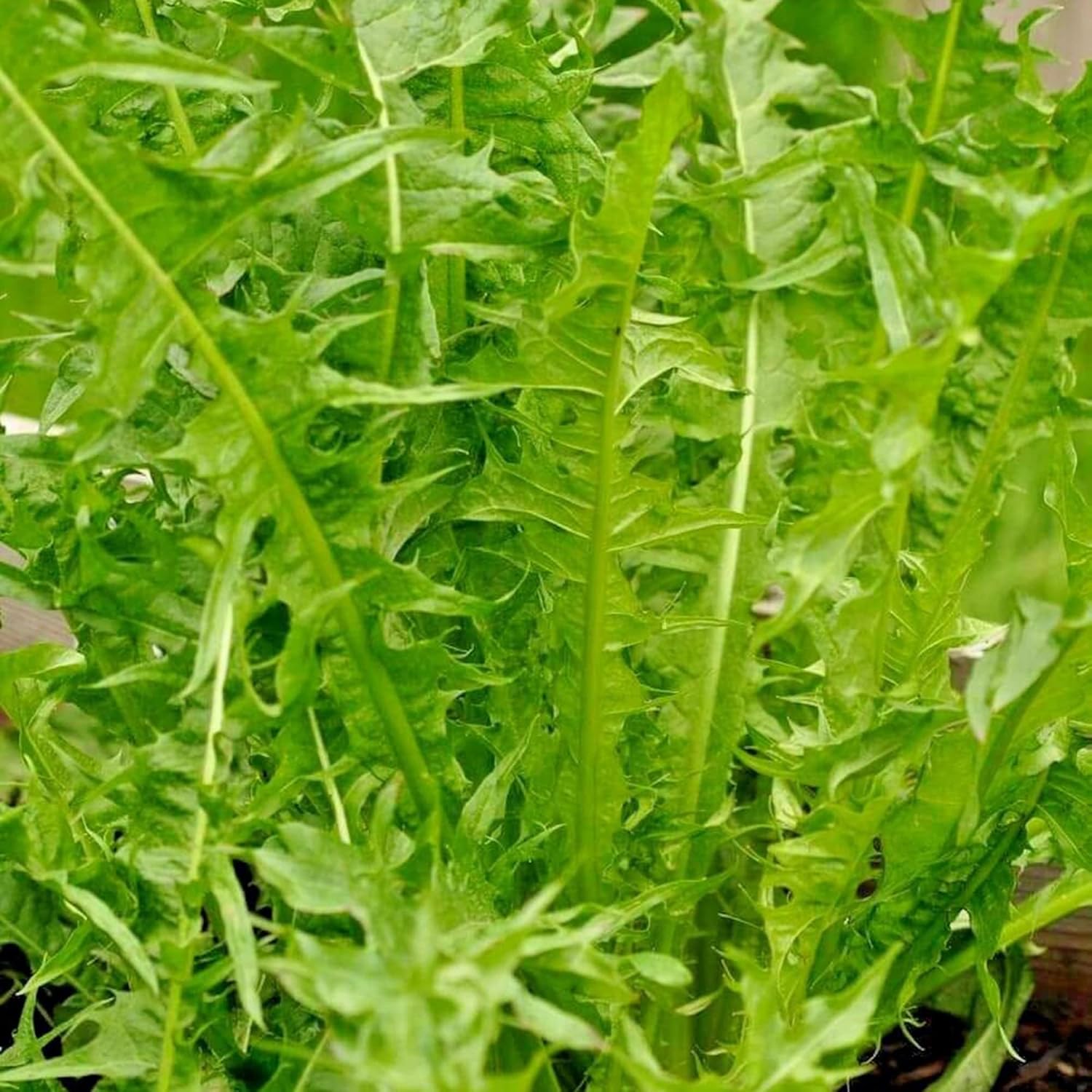 Italian Dandelion & Chicory Seeds - Heirloom, Annual, Fast Growing for Culinary & Vegetable Gardens - 600 Pieces