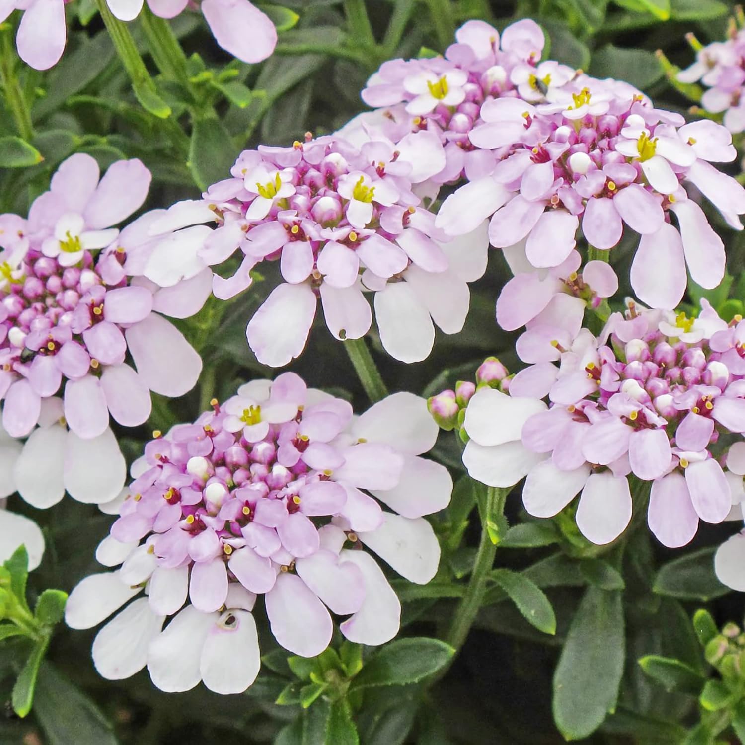 Candytuft Seeds Perennial - Attracts Pollinators, Deer & Rabbit Resistant, Drought Tolerant, Evergreen Ground Cover for Edging, Patio & Outdoor Containers - 2000 Pcs