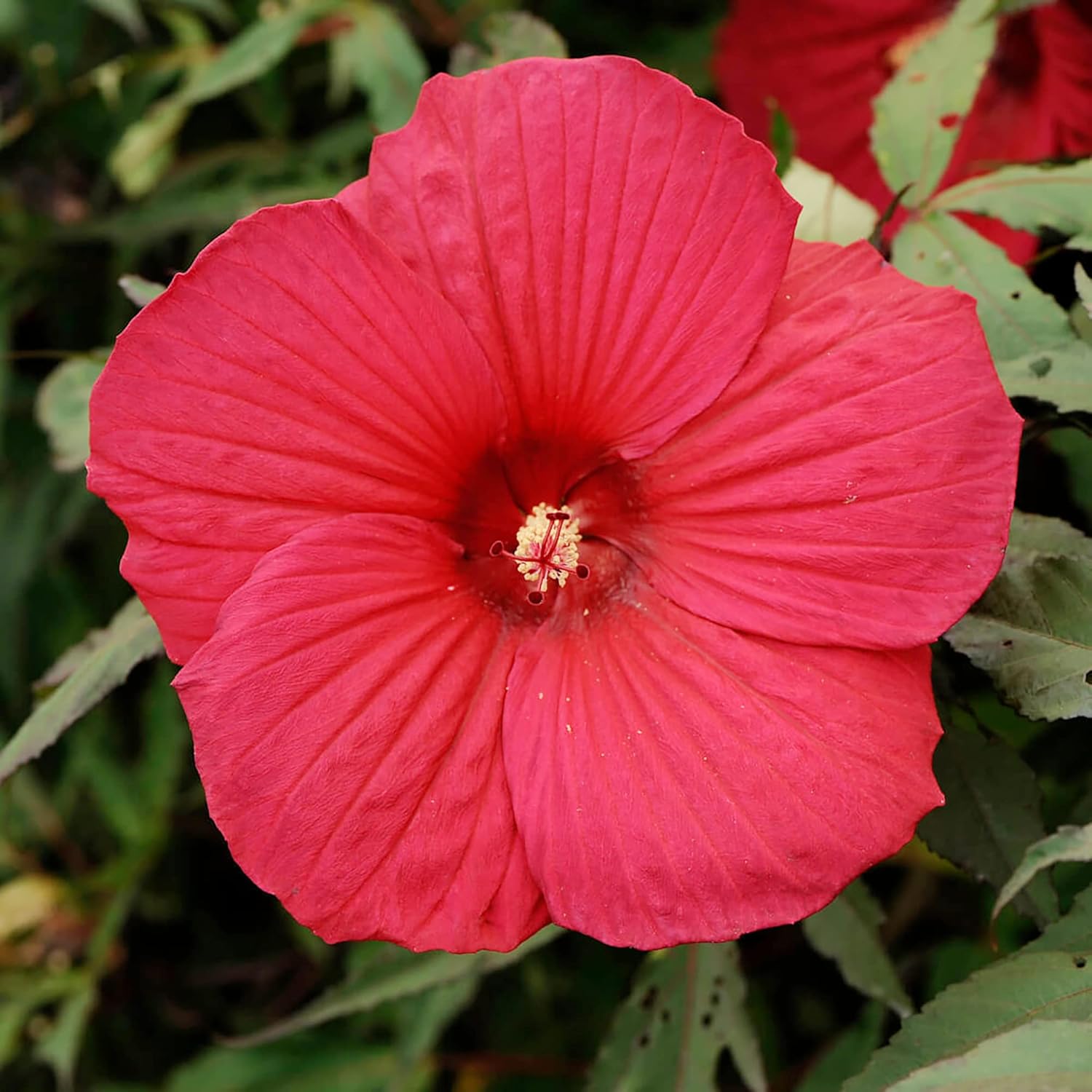 Hibiscus Moscheutos Samen - Winterharter Hibiskus, Sumpfrose, mehrjährige Blütenpflanze für Gartenbeete, zieht Bienen, Schmetterlinge und Kolibris an - 25 Stück