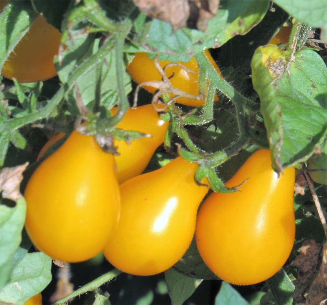 Yellow Pear Tomato Seeds – Heirloom Cherry Tomatoes for Your Garden