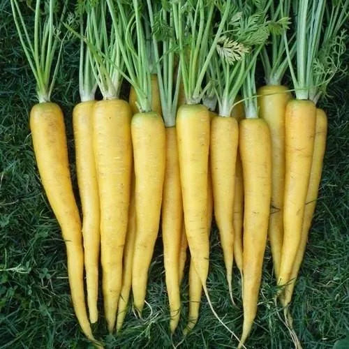 Yellow Sun Carrot Seeds – Heirloom, Sweet & Nutritious