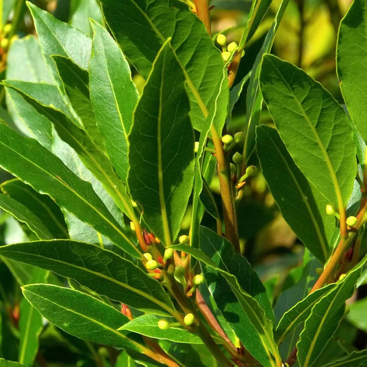 Lorbeersamen (Laurus Nobilis) - Duftender, immergrüner Baum oder Strauch für Gärten und Landschaften - 65 Stück