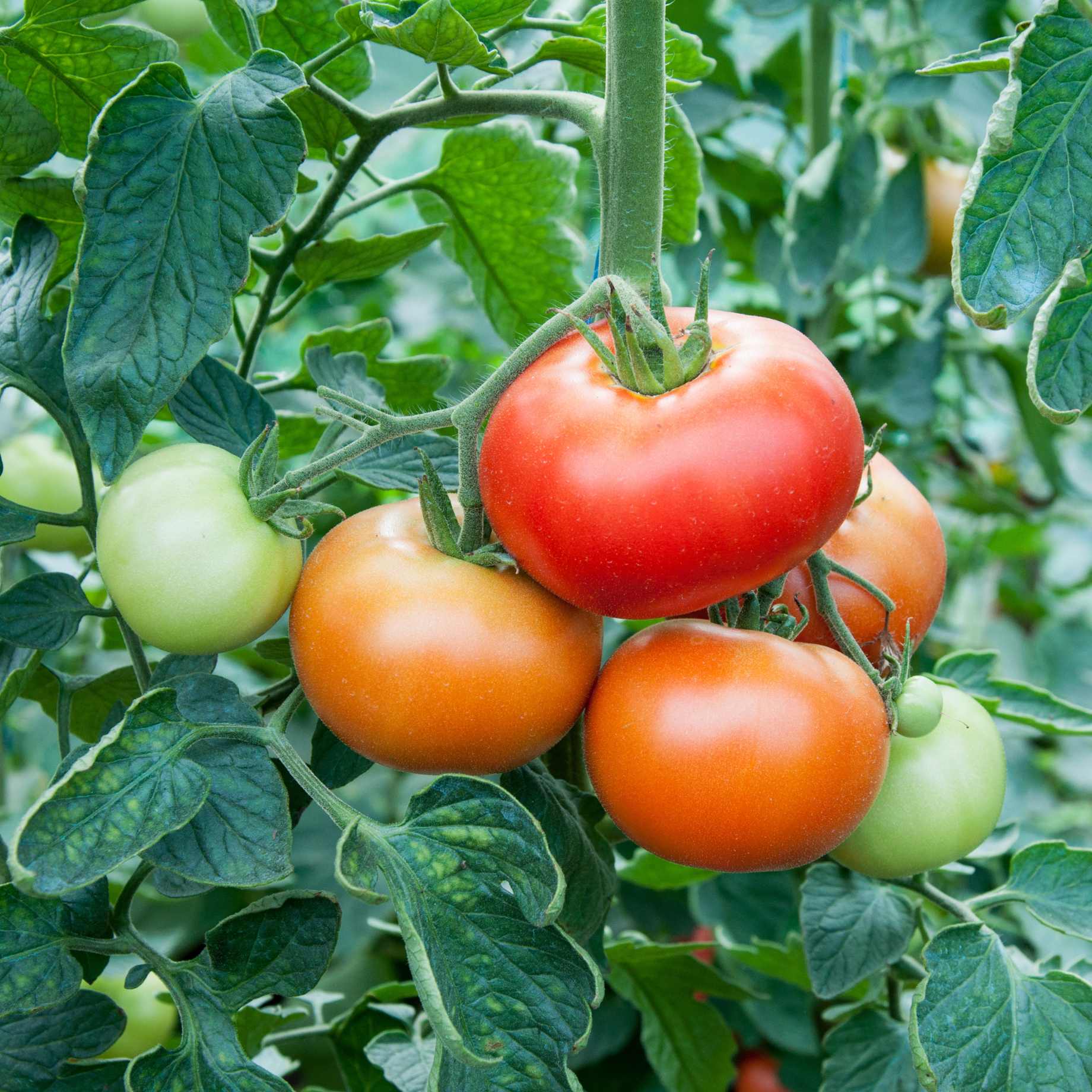 Supersteak Tomato Seeds – Giant Beefsteak Tomatoes for Juicy Harvests