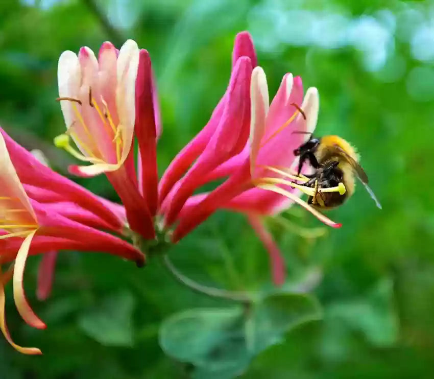 Mixed Honeysuckle Seeds - Fragrant Cloud & Major Wheeler Honeysuckle Vine - 1000Pcs