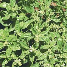 Thai Basil Seeds for Planting – Aromatic & Flavorful Herb, Non-GMO, Heirloom Quality, Ideal for Culinary & Garden Use