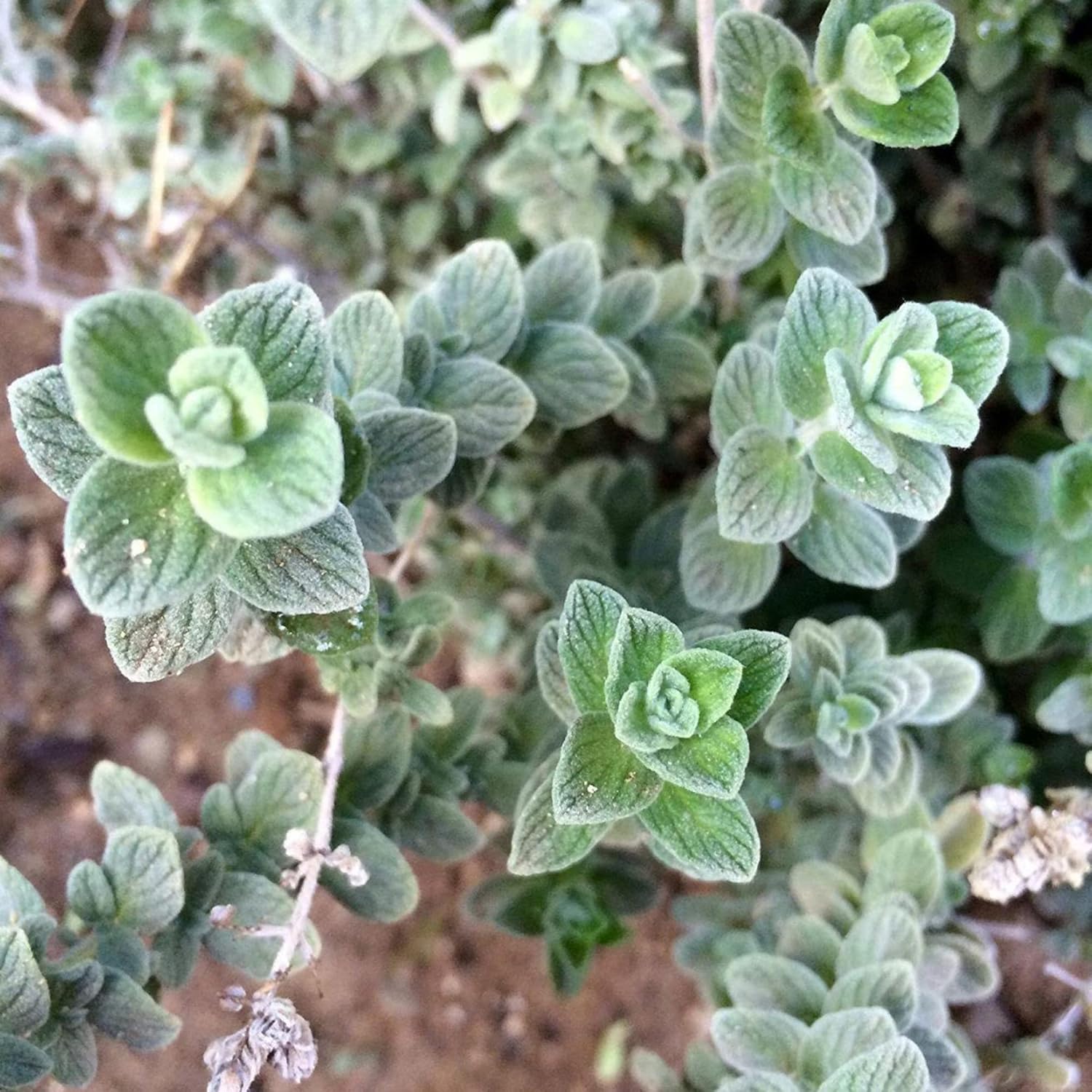 Wild Zaatar Oregano Seeds (Origanum Syriacum) - Lebanese Perennial Herb for Culinary & Garden