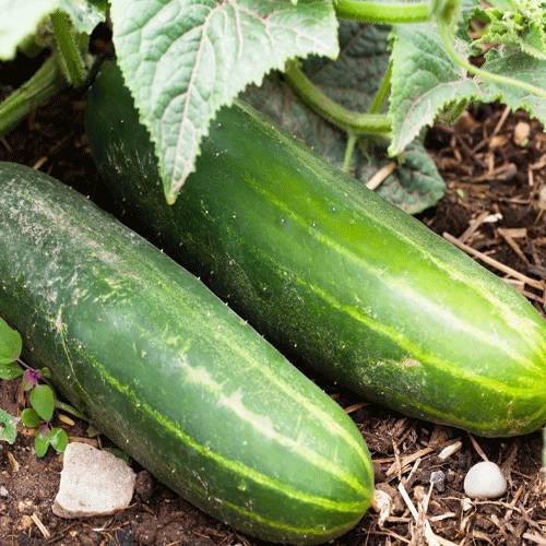 Straight Eight Cucumber Seeds – High-Yield, Crisp & Heirloom Variety