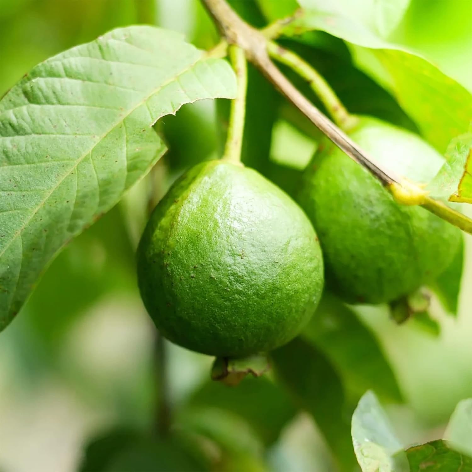 Guavensamen - Rote Psidium Guajava, süß duftende tropische Fruchtsamen, mehrjährig - 50 Stück