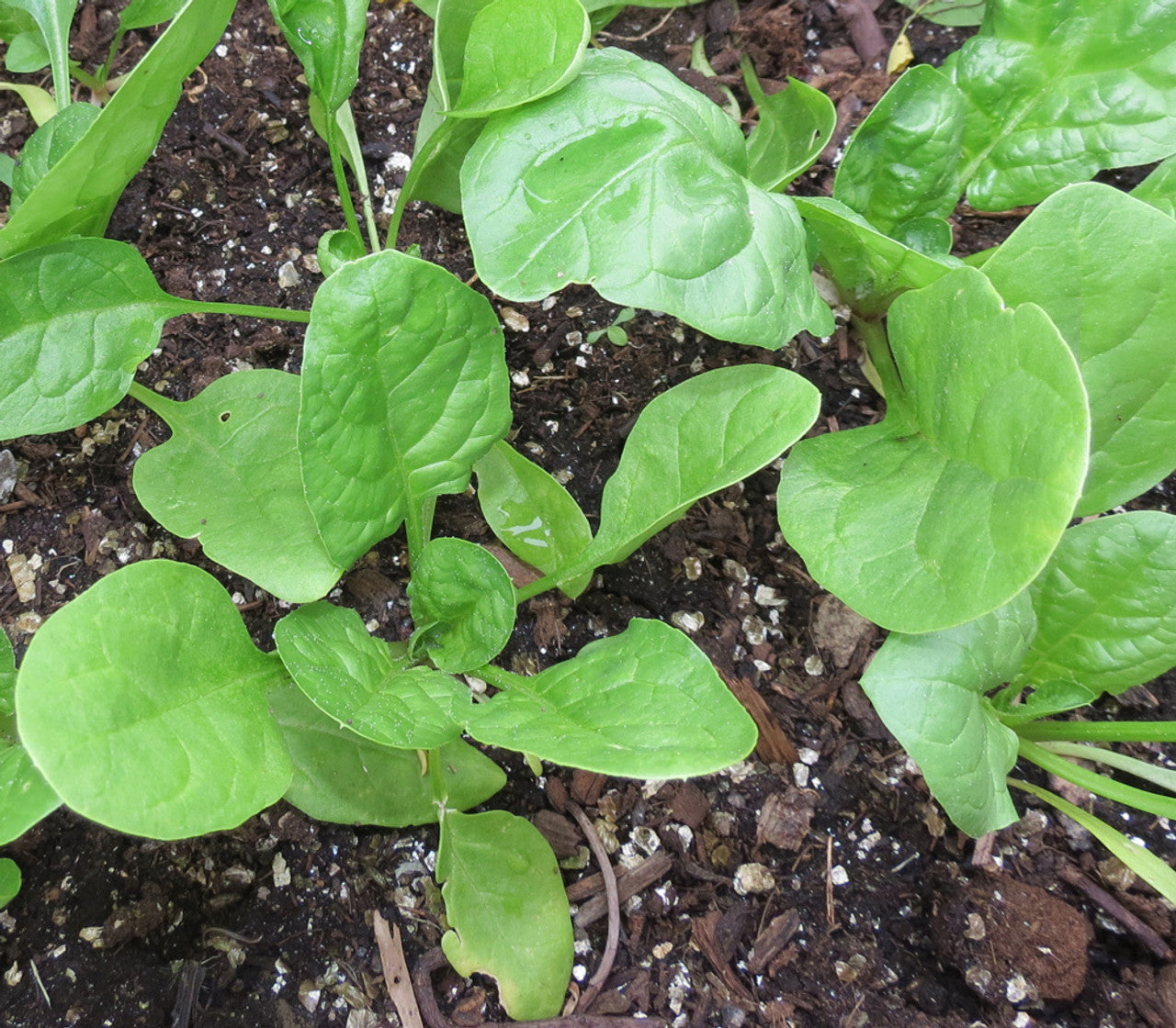 Space Spinach Seeds – Fast-Growing, Nutrient-Rich Superfood for Your Garden