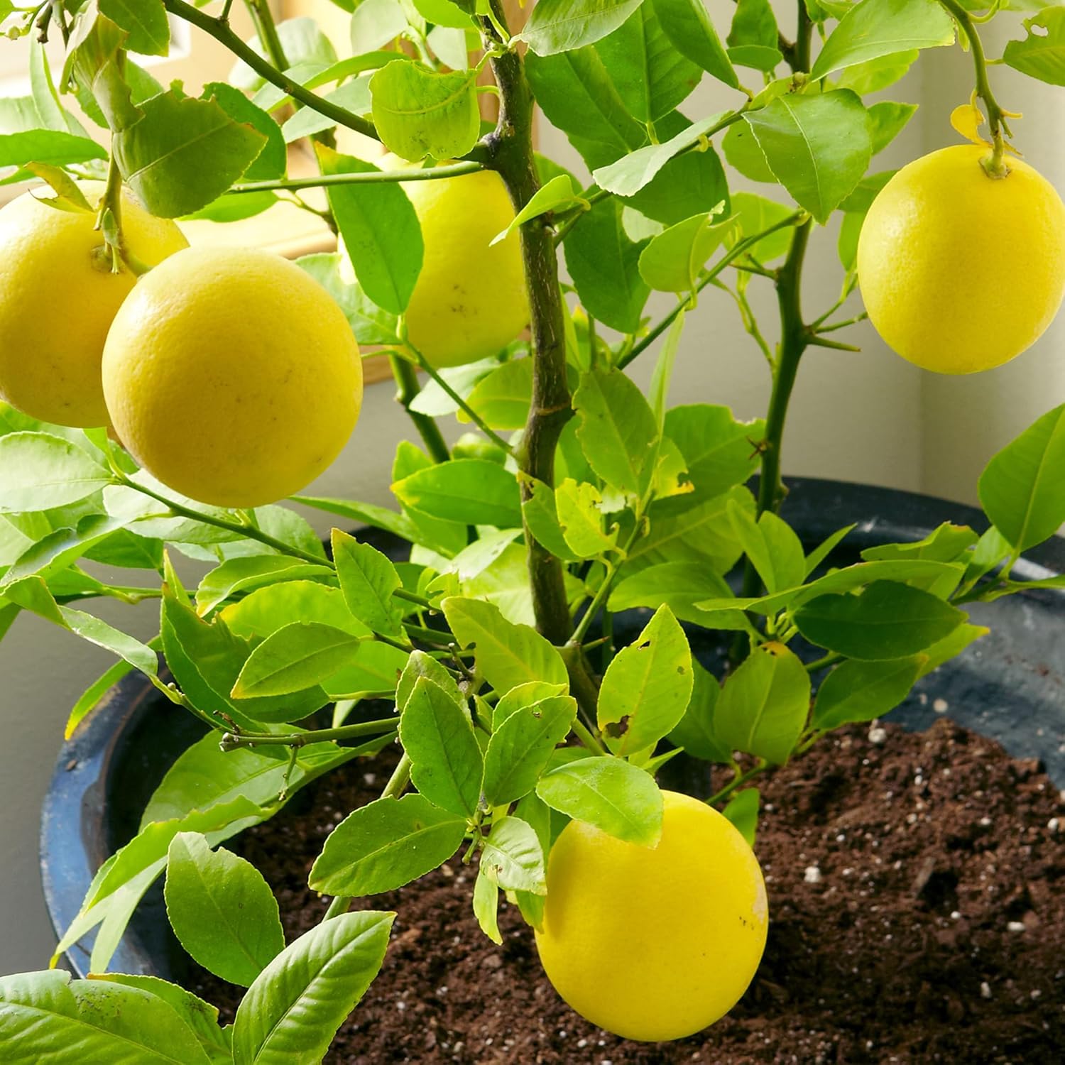 Zwergzitronenbaumsamen zum Anpflanzen – gentechnikfreie, traditionelle Obstsamen, immergrün, hoher Ertrag – ideal für Zuhause, Terrasse, Balkon (20 Stück)