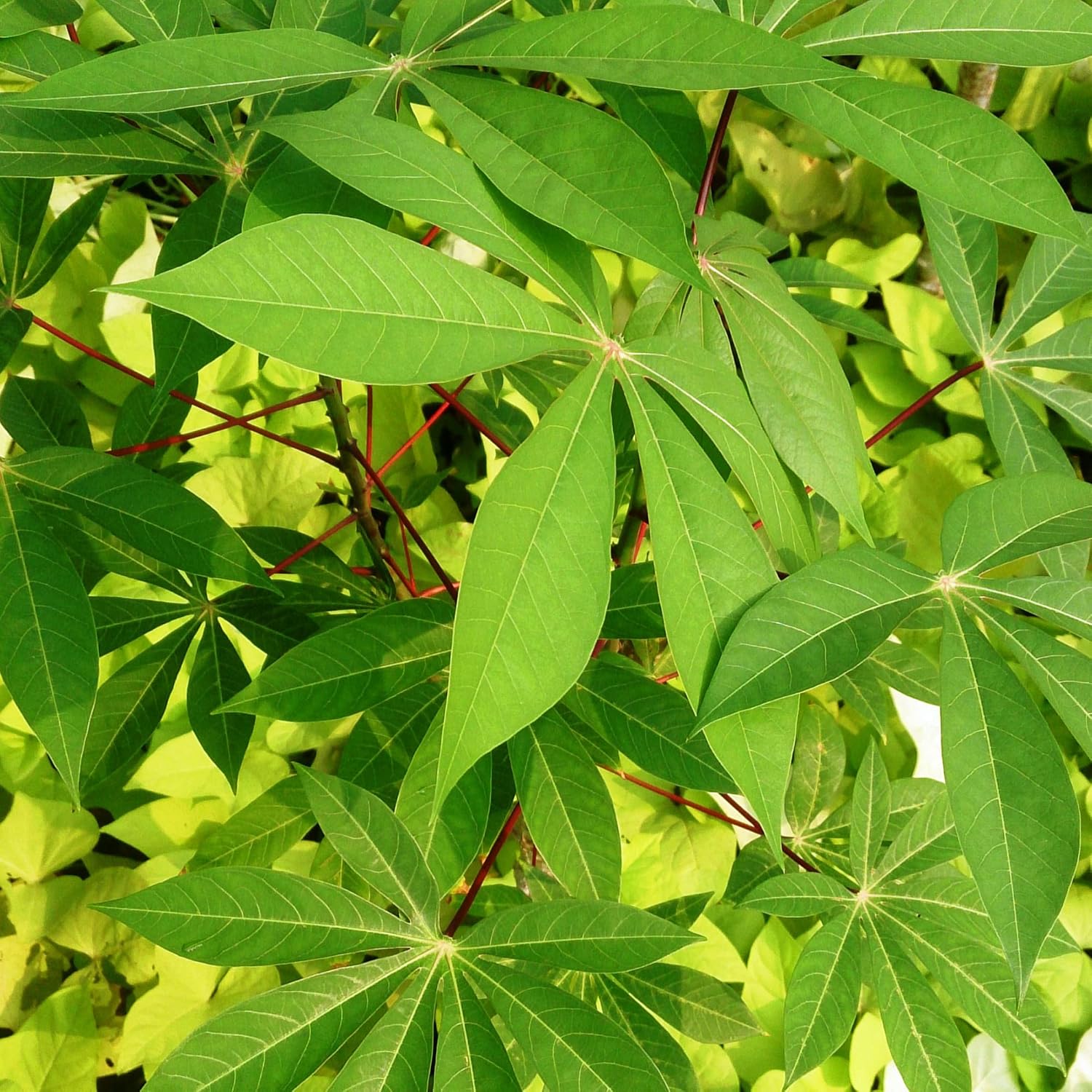 Cassava Seeds Manihot Esculenta for Planting- Yuca, Good Source of Carbohydrates, Ideal for Boiling, Frying, or Mashing