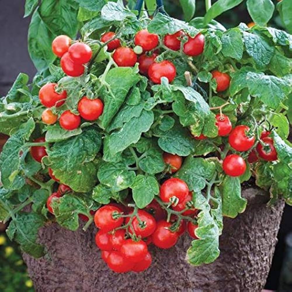 Tiny Tim Tomato Seeds – Dwarf Cherry Tomato for Containers & Gardens