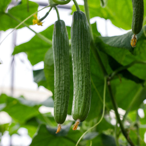 Tasty Green Cucumber Seeds – High-Yield, Crisp & Flavorful - Grow Your Own Cucumbers