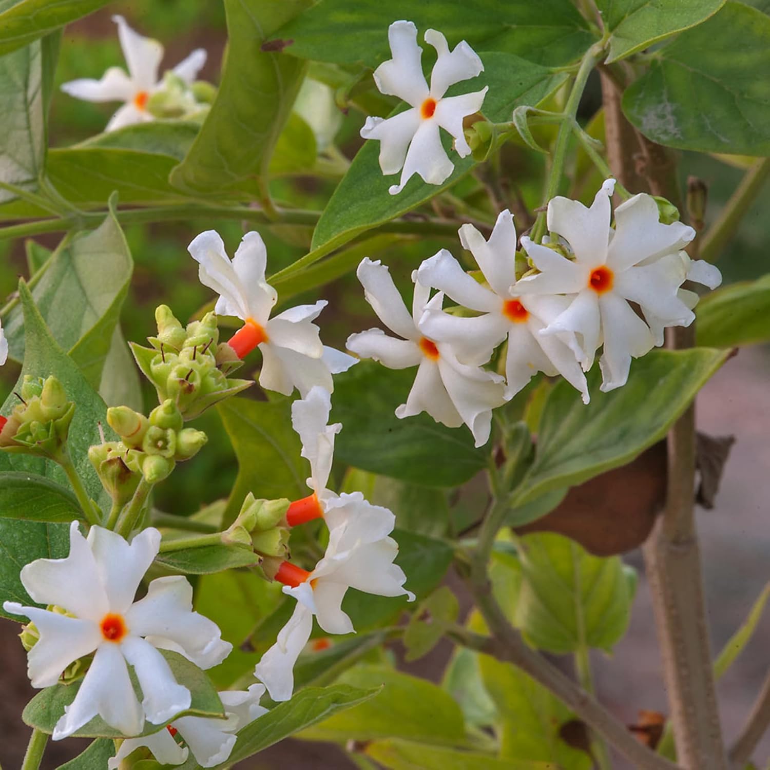 Night-Flowering Jasmine Seeds for Planting Nyctanthes Arbor-Tristis - Fragrant, Health Benefits, Showy Ornamental for Patio & Borders - 100 Pcs