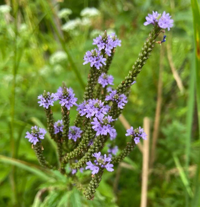 Blue Vervain Seeds (Verbena hastate) for Planting