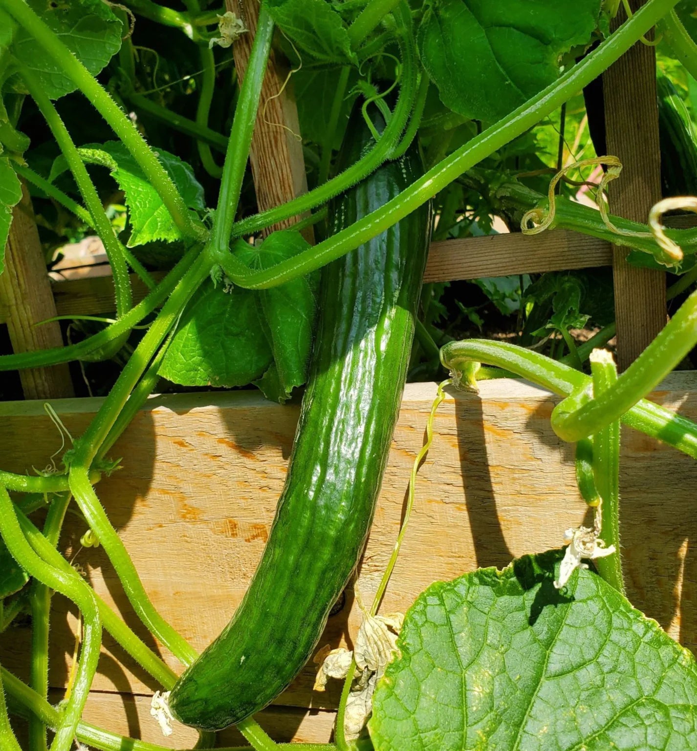 Tyria Cucumber Seeds – High-Yield, Greenhouse & Outdoor Variety