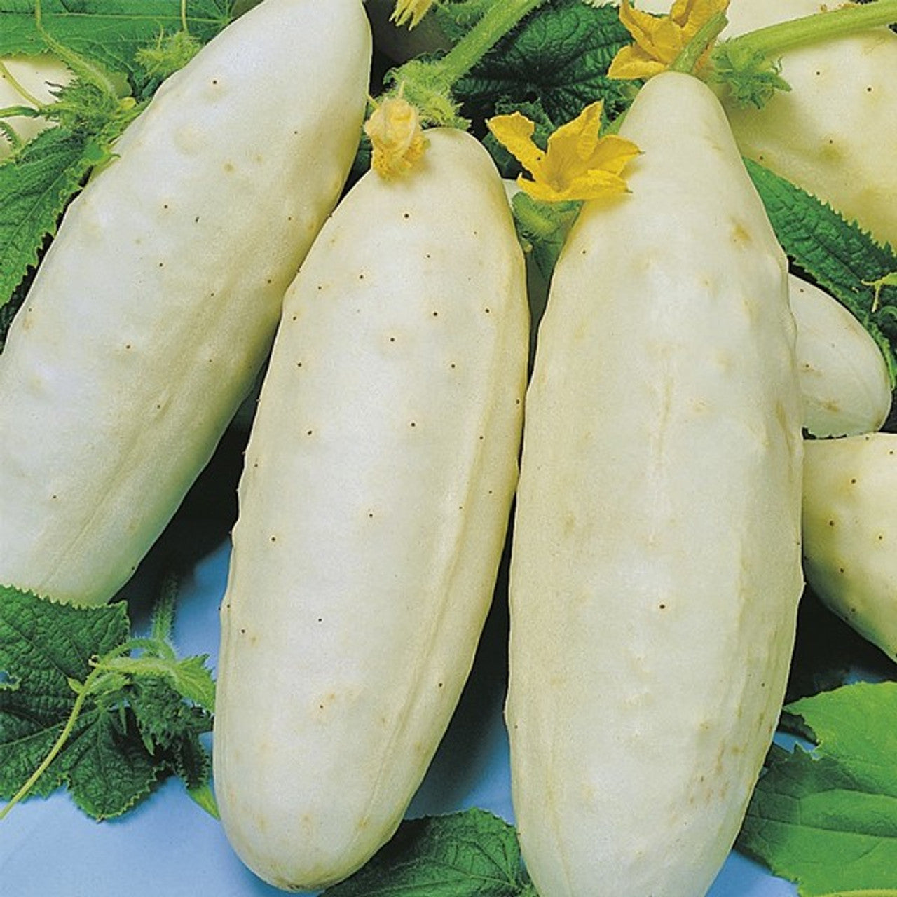 White Wonder Cucumber Seeds – Heirloom, Crisp & Productive